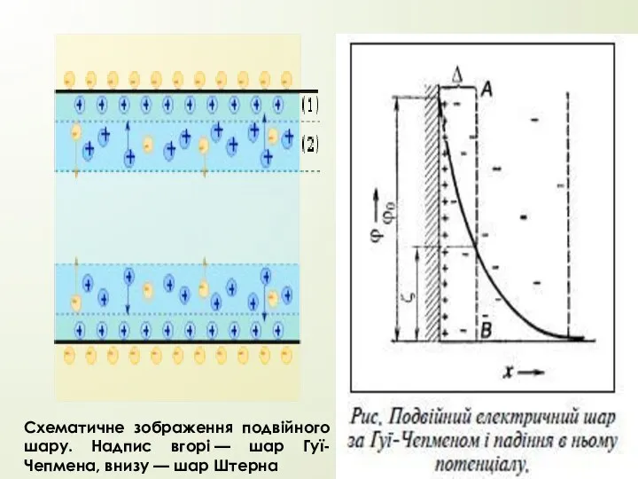 Схематичне зображення подвійного шару. Надпис вгорі — шар Гуї-Чепмена, внизу — шар Штерна
