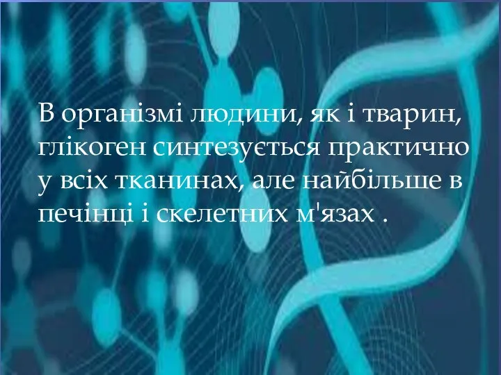 В організмі людини, як і тварин, глікоген синтезується практично у всіх