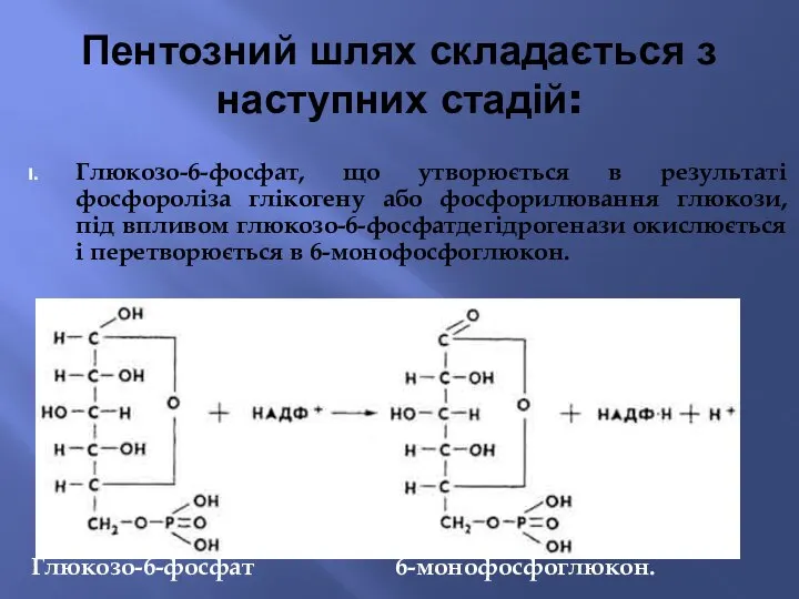 Пентозний шлях складається з наступних стадій: Глюкозо-6-фосфат, що утворюється в результаті