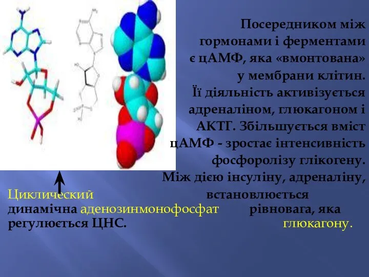 Посередником між гормонами і ферментами є цАМФ, яка «вмонтована» у мембрани