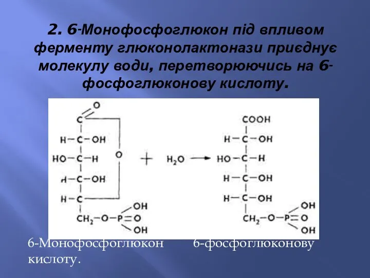 2. 6-Монофосфоглюкон під впливом ферменту глюконолактонази приєднує молекулу води, перетворюючись на 6-фосфоглюконову кислоту. 6-Монофосфоглюкон 6-фосфоглюконову кислоту.