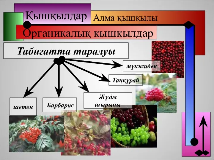 Қышқылдар Органикалық қышқылдар Алма қышқылы Табиғатта таралуы Барбарис Жүзім шырыны мүкжидек Таңқұрай шетен