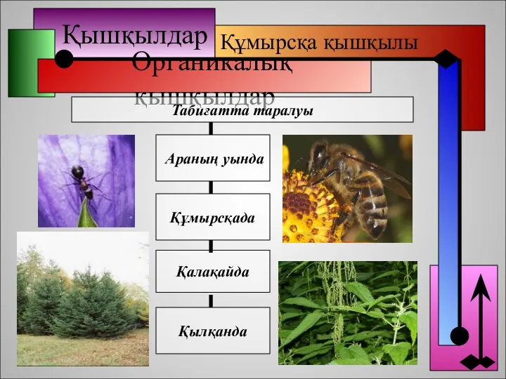 Қышқылдар Органикалық қышқылдар Табиғатта таралуы Құмырсқада Қалақайда Қылқанда Араның уында Құмырсқа қышқылы