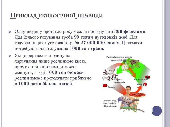 Приклад екологічної піраміди Одну людину протягом року можна прогодувати 300 форелями.