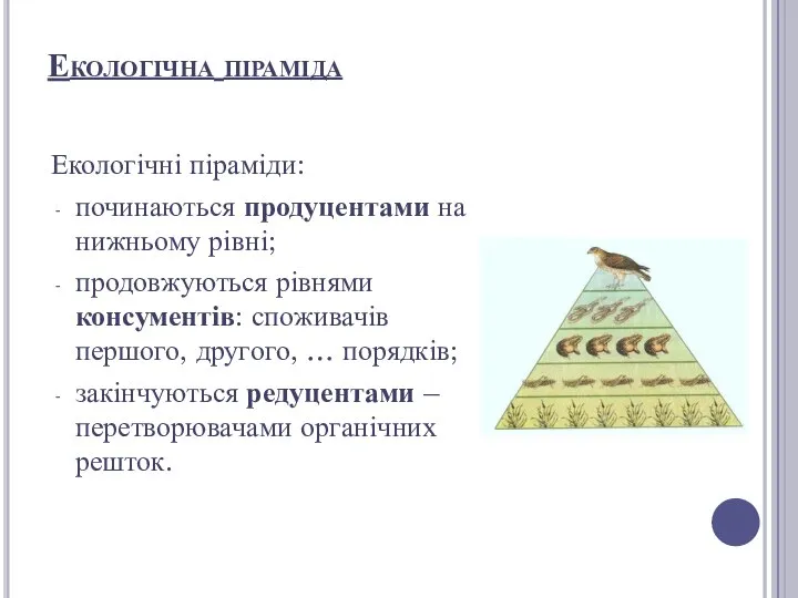 Екологічна піраміда Екологічні піраміди: починаються продуцентами на нижньому рівні; продовжуються рівнями