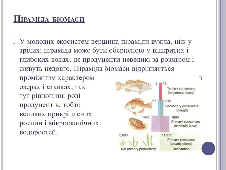 У молодих екосистем вершина піраміди вужча, ніж у зрілих; піраміда може