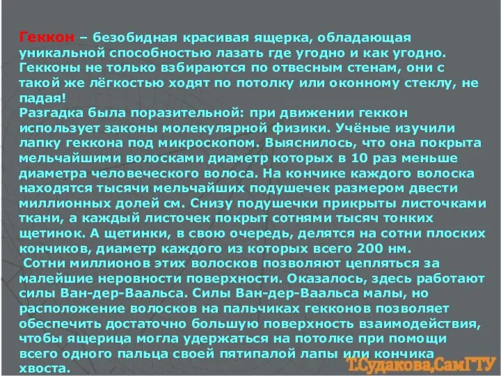 Геккон – безобидная красивая ящерка, обладающая уникальной способностью лазать где угодно