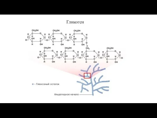 Гликоген