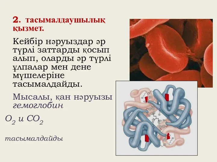 2. тасымалдаушылық қызмет. Кейбір нәруыздар әр түрлі заттарды қосып алып, оларды