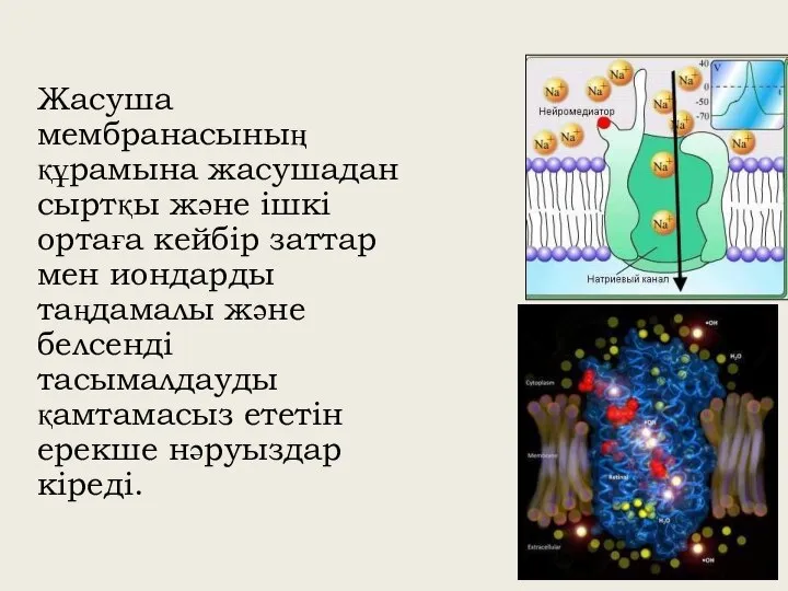 Жасуша мембранасының құрамына жасушадан сыртқы және ішкі ортаға кейбір заттар мен