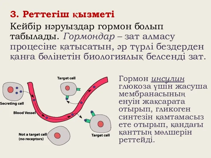 3. Реттегіш қызметі Кейбір нәруыздар гормон болып табылады. Гормондар – зат