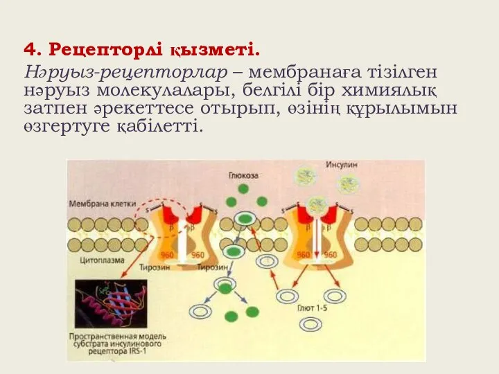 4. Рецепторлі қызметі. Нәруыз-рецепторлар – мембранаға тізілген нәруыз молекулалары, белгілі бір