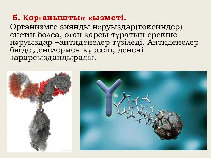 5. Қорғаныштық қызметі. Организмге зиянды нәруыздар(токсиндер) енетін болса, оған қарсы тұратын