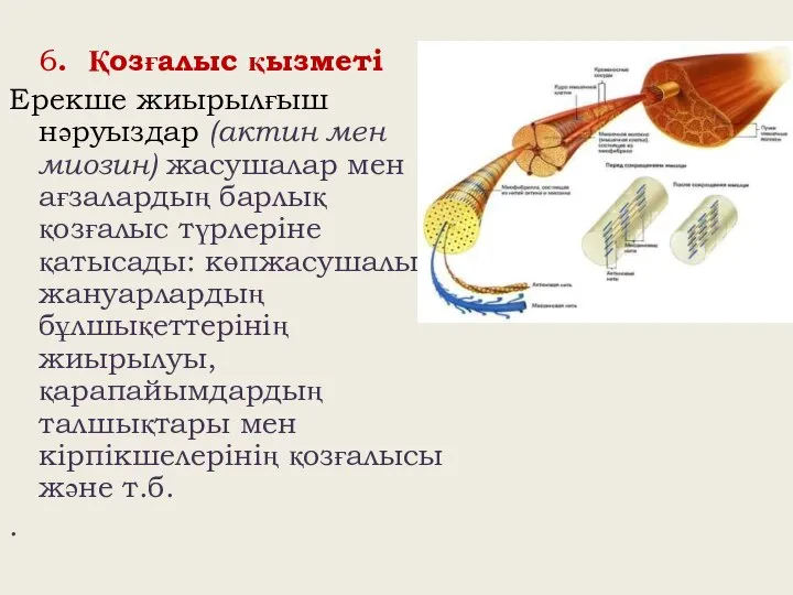 6. Қозғалыс қызметі Ерекше жиырылғыш нәруыздар (актин мен миозин) жасушалар мен