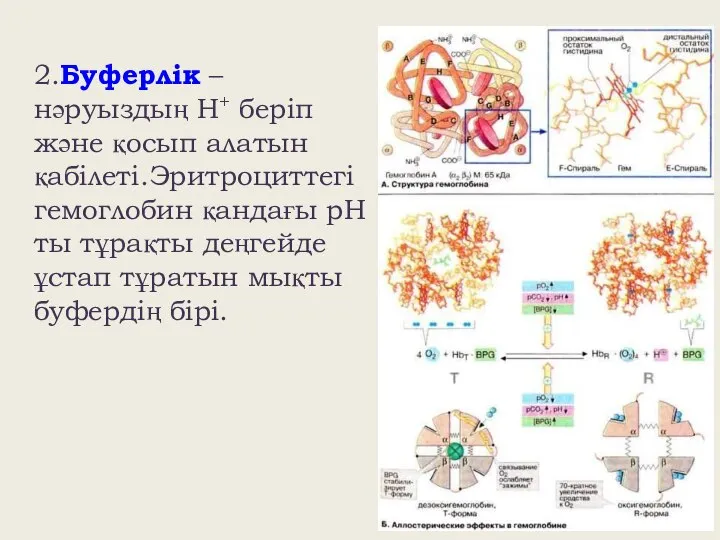 2.Буферлік – нәруыздың Н+ беріп және қосып алатын қабілеті.Эритроциттегі гемоглобин қандағы