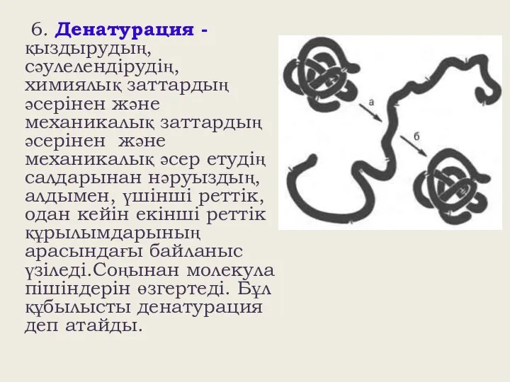 6. Денатурация - қыздырудың, сәулелендірудің, химиялық заттардың әсерінен және механикалық заттардың