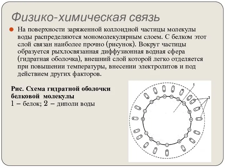 Физико-химическая связь На поверхности заряженной коллоидной частицы молекулы воды распределяются мономолекулярным