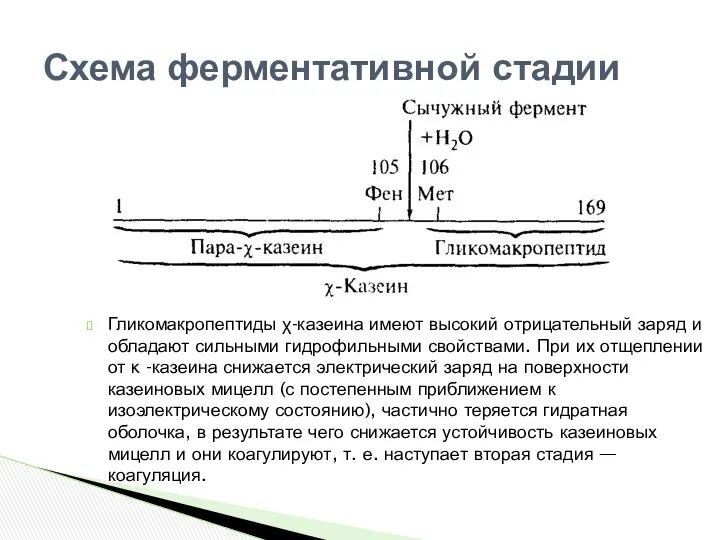 Гликомакропептиды χ-казеина имеют высокий отрицательный заряд и обладают сильными гидрофильными свойствами.