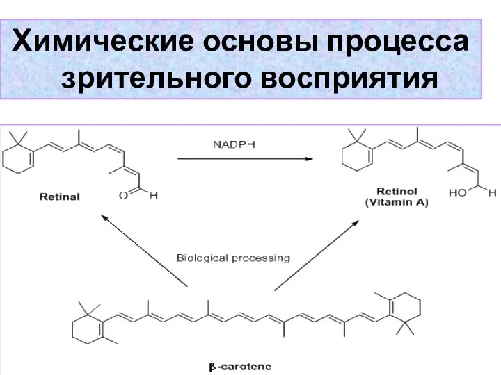 Химические основы процесса зрительного восприятия