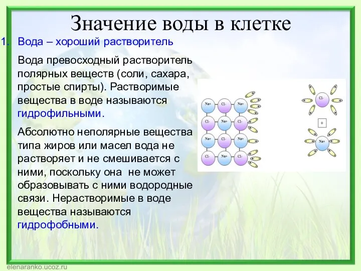 Значение воды в клетке Вода – хороший растворитель Вода превосходный растворитель