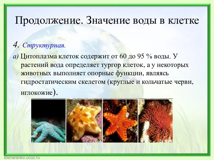 Продолжение. Значение воды в клетке 4. Структурная. а) Цитоплазма клеток содержит