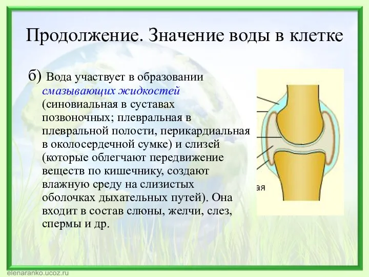 Продолжение. Значение воды в клетке б) Вода участвует в образовании смазывающих