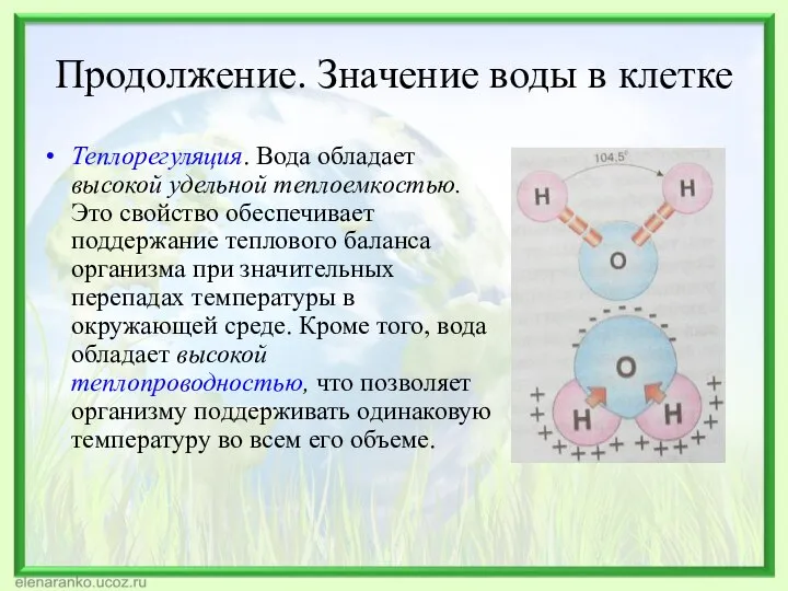 Продолжение. Значение воды в клетке Теплорегуляция. Вода обладает высокой удельной теплоемкостью.