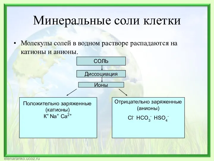 Минеральные соли клетки Молекулы солей в водном растворе распадаются на катионы