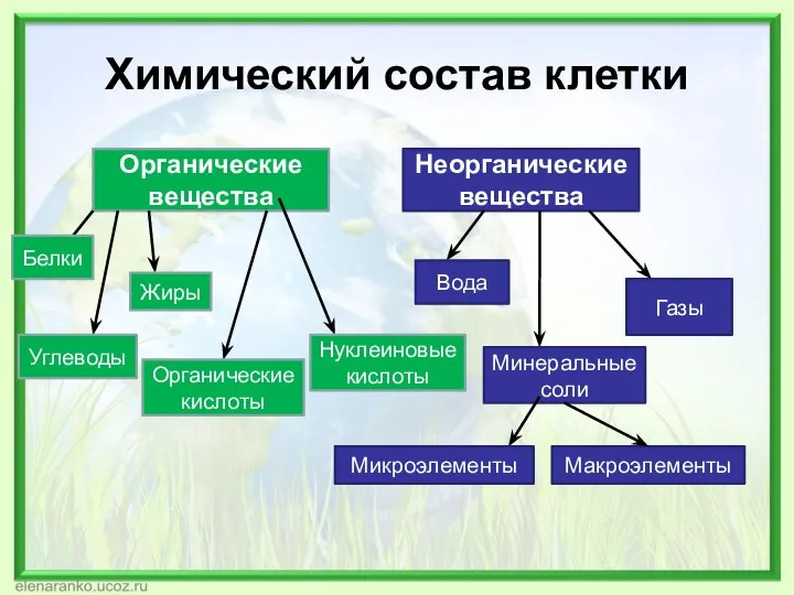 Химический состав клетки Органические вещества Неорганические вещества Белки Углеводы Жиры Органические