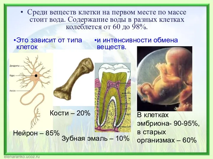 Среди веществ клетки на первом месте по массе стоит вода. Содержание