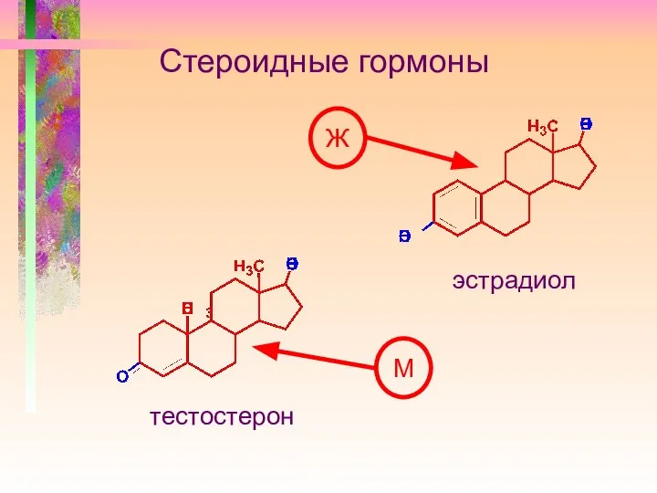 Стероидные гормоны тестостерон эстрадиол Ж М