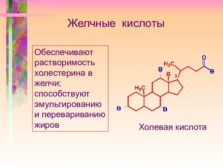 Желчные кислоты Обеспечивают растворимость холестерина в желчи; способствуют эмульгированию и перевариванию жиров Холевая кислота