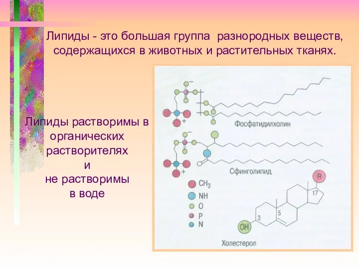 Липиды - это большая группа разнородных веществ, содержащихся в животных и