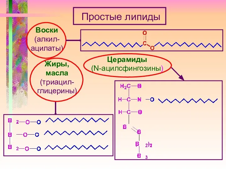 Простые липиды Воски (алкил- ацилаты) Жиры, масла (триацил- глицерины) Церамиды (N-ацилсфингозины)