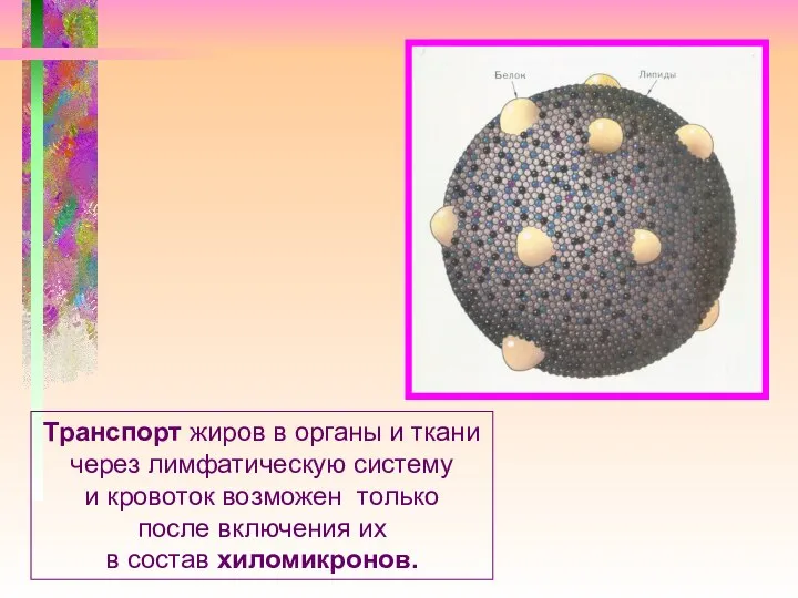 Транспорт жиров в органы и ткани через лимфатическую систему и кровоток