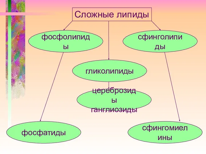 Сложные липиды фосфолипиды сфинголипиды гликолипиды фосфатиды цереброзиды ганглиозиды сфингомиелины