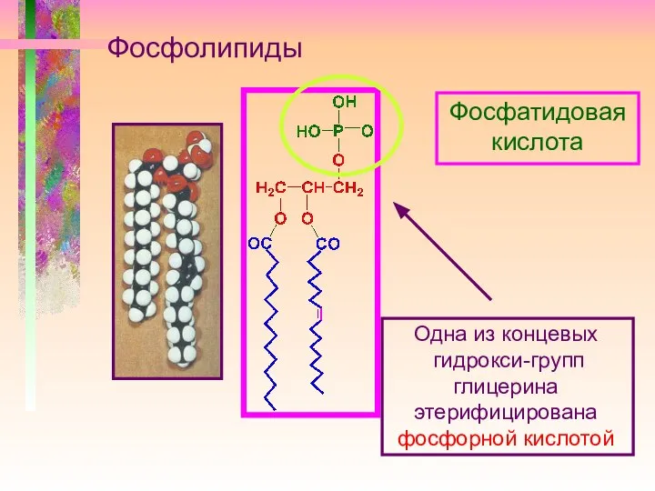 Фосфолипиды Одна из концевых гидрокси-групп глицерина этерифицирована фосфорной кислотой Фосфатидовая кислота