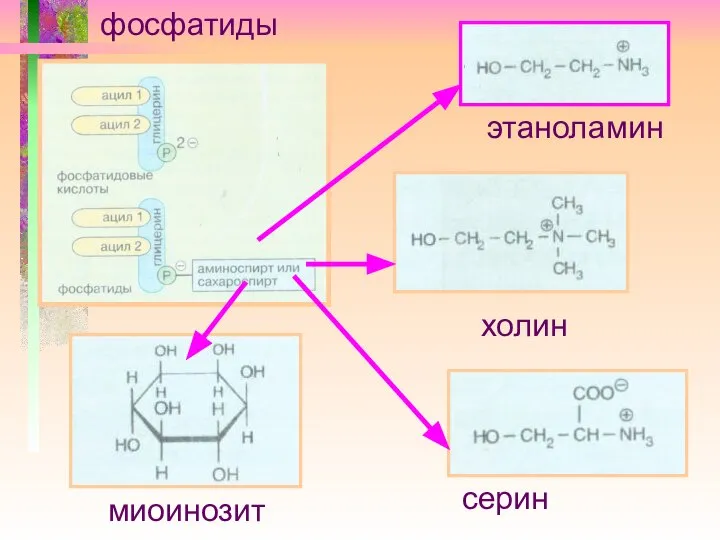 этаноламин холин серин миоинозит фосфатиды