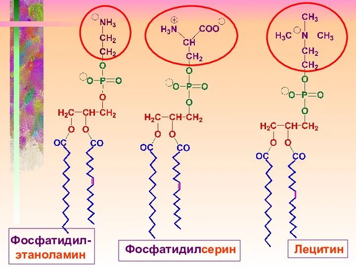 Фосфатидил- этаноламин Фосфатидилсерин Лецитин