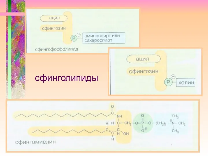 сфинголипиды