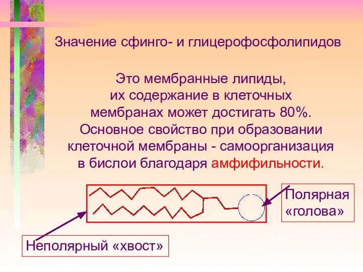 Значение сфинго- и глицерофосфолипидов Это мембранные липиды, их содержание в клеточных