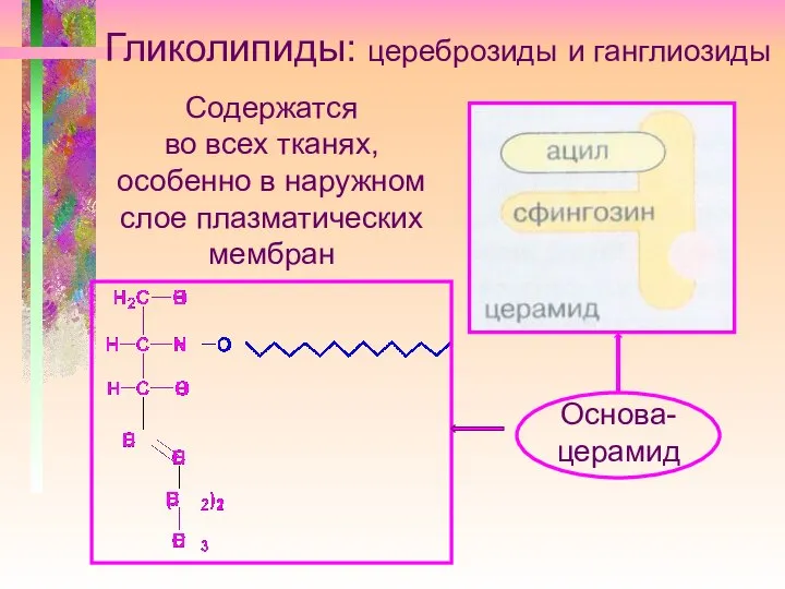 Гликолипиды: цереброзиды и ганглиозиды Содержатся во всех тканях, особенно в наружном слое плазматических мембран Основа- церамид