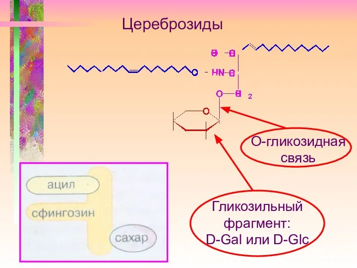 Цереброзиды О-гликозидная связь Гликозильный фрагмент: D-Gal или D-Glc