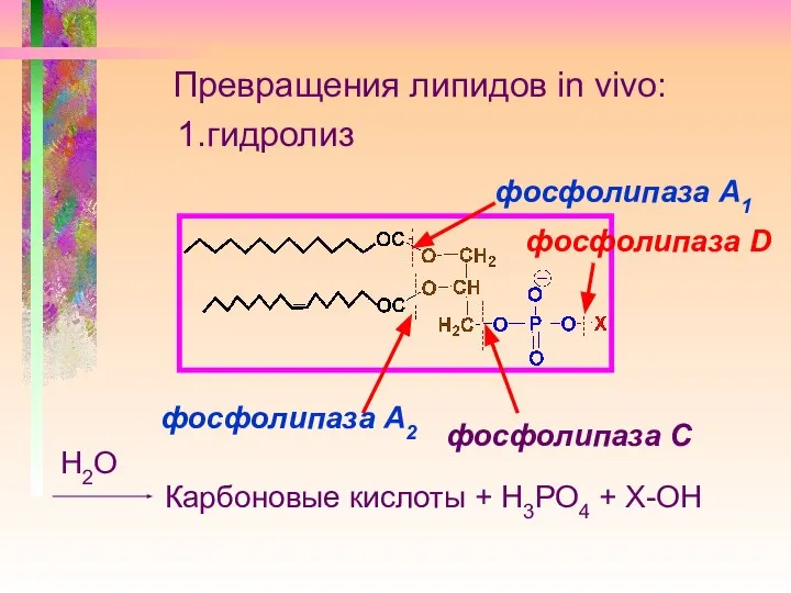 Превращения липидов in vivo: 1.гидролиз Карбоновые кислоты + Н3РО4 + Х-ОН