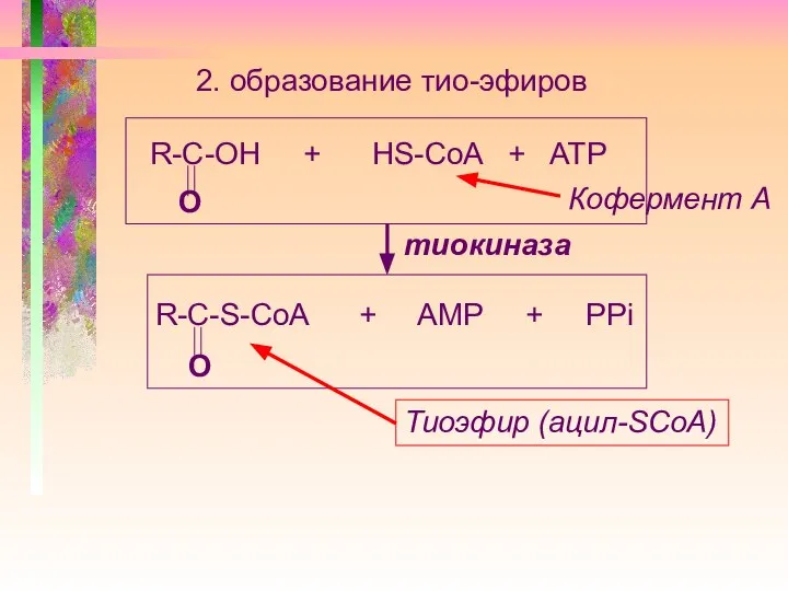 2. образование тио-эфиров R-С-ОН + НS-CoA + ATP О тиокиназа R-C-S-CoA