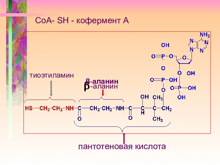 CoA- SH - кофермент А -аланин пантотеновая кислота тиоэтиламин β-аланин