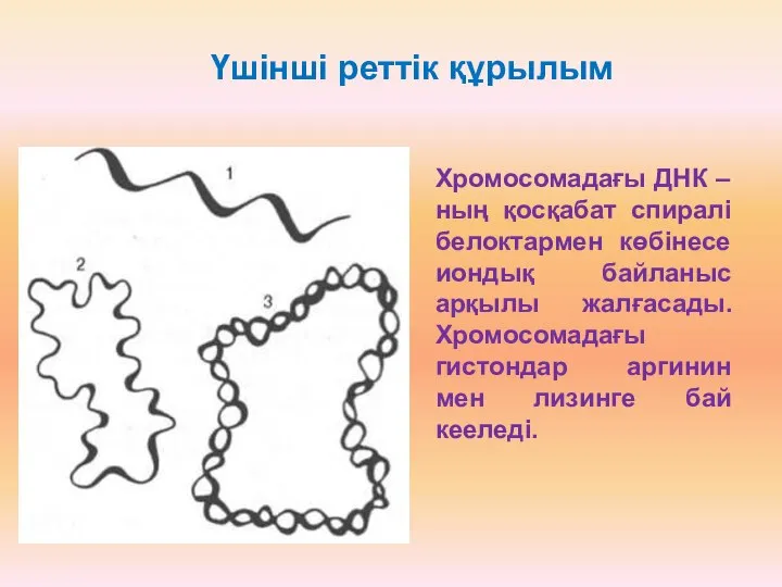 Үшінші реттік құрылым Хромосомадағы ДНК – ның қосқабат спиралі белоктармен көбінесе