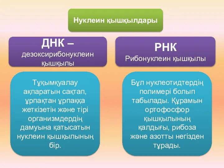 Нуклеин қышқылдары ДНК – дезоксирибонуклеин қышқылы РНК Рибонуклеин қышқылы Тұқымқуалау ақпаратын