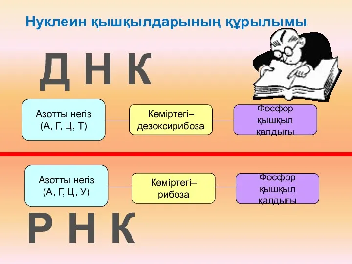 Нуклеин қышқылдарының құрылымы Д Н К Р Н К Азотты негіз