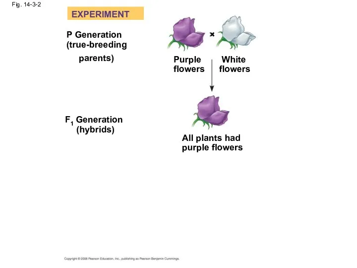 Fig. 14-3-2 EXPERIMENT P Generation (true-breeding parents) Purple flowers White flowers